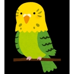 カロライナインコ