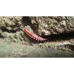 赤髪のいかちゃん