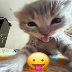 おにゃんこぽん