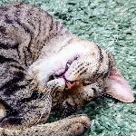 コグ猫