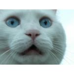 名乗るほどの者ではありません