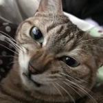 いぶき