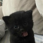 げろ吐きおにゃん