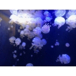 名無しのクラゲ