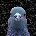 らく