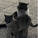 userPhoto