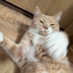 ユーザーID 144565307 のアイコン
