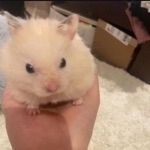 にゃんころね