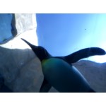 Arumanyあるめにー