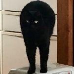 ユメタマ＠ZX-9R