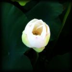 杏仁アイス食べたい。