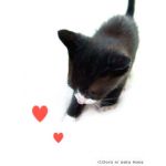 あかにゃん＠ボカロ厨