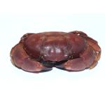 まんじゅうがに