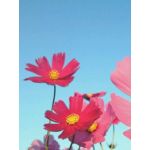 lim(やる気→∞)