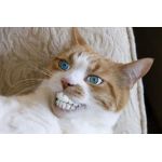 真っ赤なフィレオ