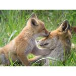 クラル・ハット