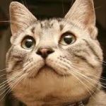 マグロアイランド