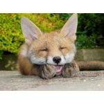 灰　々　☆　狐　狼　ま　る