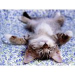 登別カルチョパニック