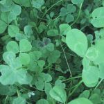 clover