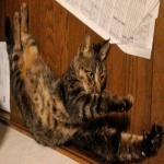 nekoman@元ガンオン勢