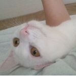 cino
