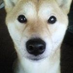 VIERA＠蛸薬師通り