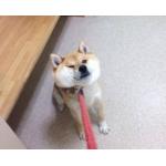 からあげin the sky