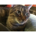 さつまいもまい