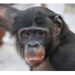 レーシック難民