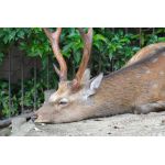 ＿ﾉ乙(､ﾝ､)＿