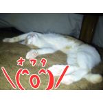 (♥ó㉨ò)人(=ω=´*)