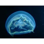 くらげ　／　ぱぺ子