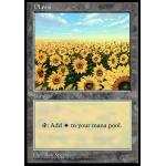 ひまわり畑のクズ