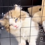 ありあの後継者