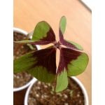 ころっそ（仮）