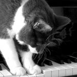 ちょっけー１５ｃｍ