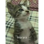 norara.