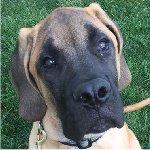 アンバー （Amber）