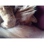 shaw_feather