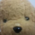 子犬のスジャータ