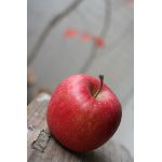 からし売りの少女