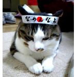 あっざむりーだー