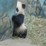 ぬこ・べりっく