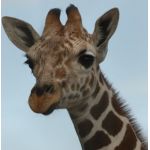 キリン柄キンジ