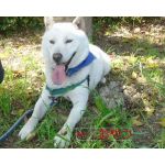 水遊びの後で 北海道犬 昴流 ニコニコ動画