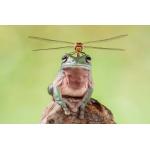 俺のアディダス