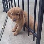 ふくやま挟まる