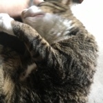 あい(ЯI*•з•)