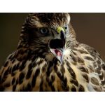 深夜(ふかや)さん